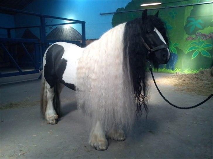 Irish Cob Lord Wellington Of England ( Welle) billede 16