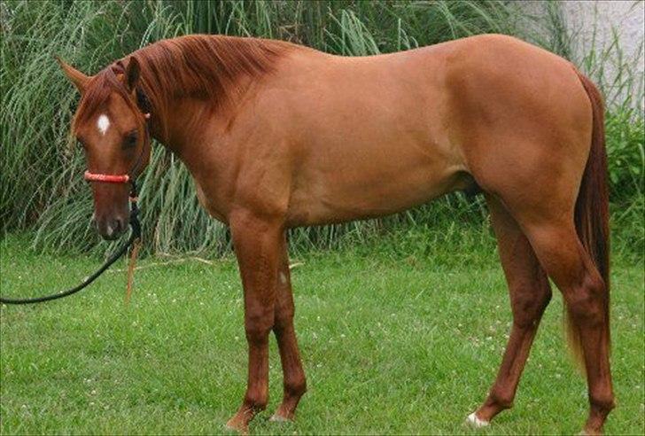 Quarter Ima Dual Quintana billede 3