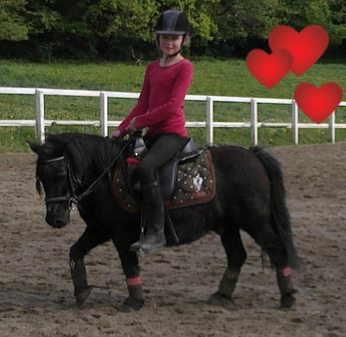 Shetlænder Prins billede 1