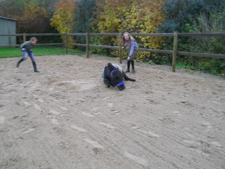 Knabstrupper I Moonlight Shadow billede 5