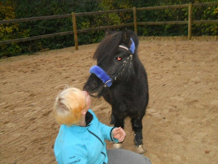 Knabstrupper I Moonlight Shadow billede 3