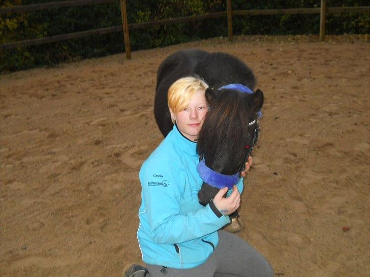 Knabstrupper I Moonlight Shadow billede 2