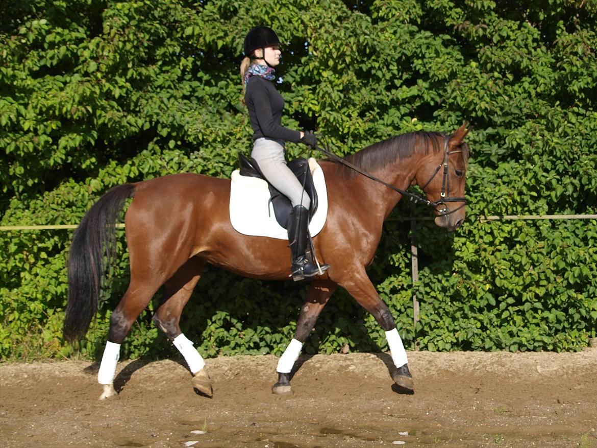 Traver Jelly Bean - Jelly dressur :)
Lidt dårlig opstilling.. billede 17