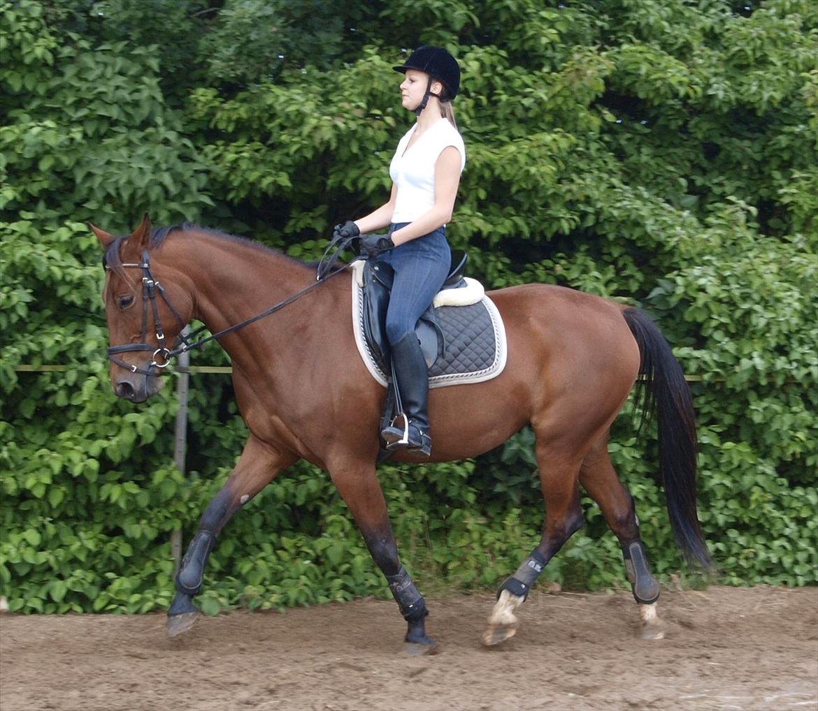 Traver Jelly Bean - Dressur! <3 billede 18