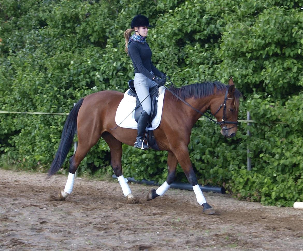 Traver Jelly Bean - dressur (: billede 19