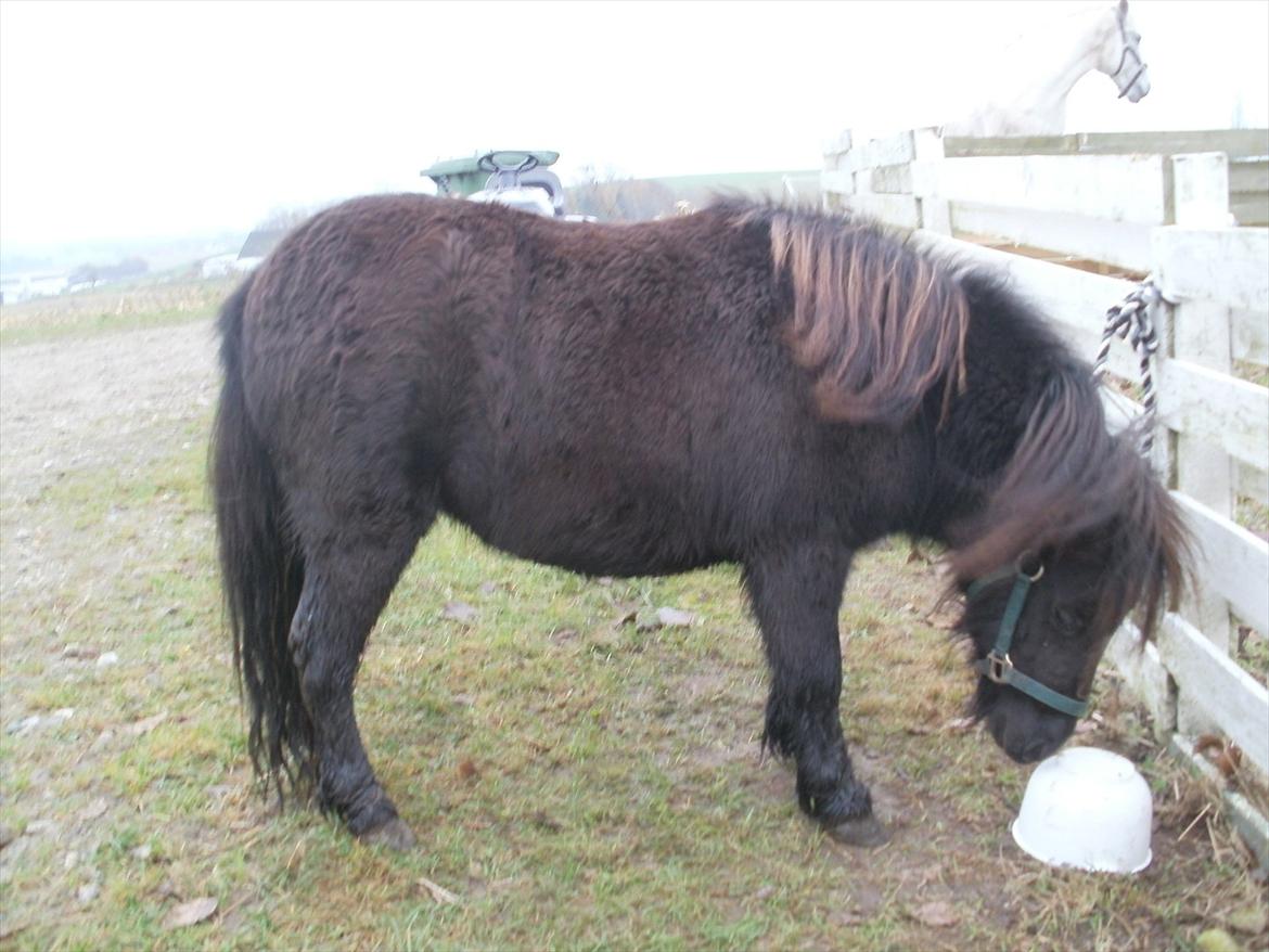 Miniature Tilde billede 1