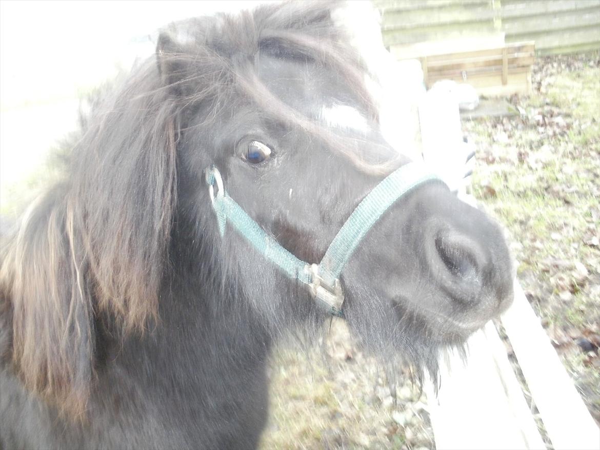 Miniature Tilde billede 2