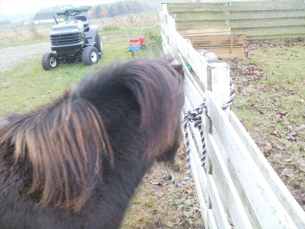 Miniature Tilde billede 3