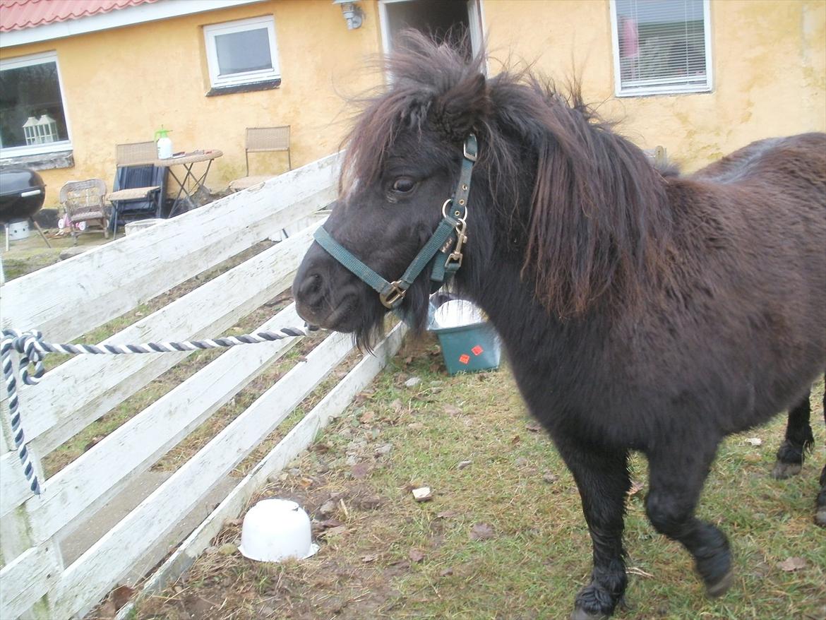 Miniature Tilde billede 4