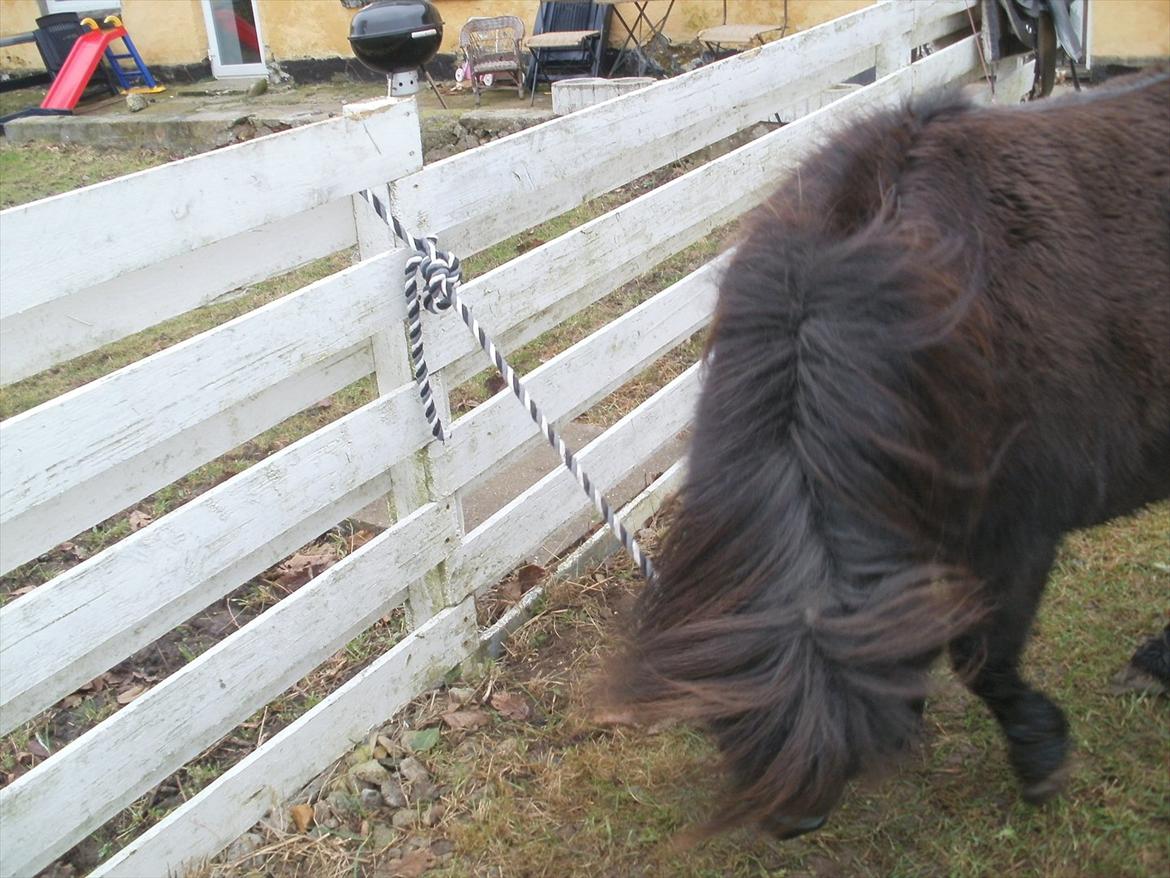 Miniature Tilde billede 5