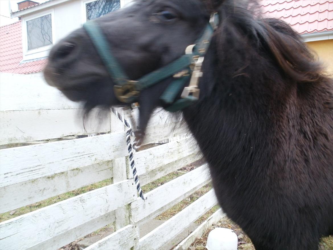 Miniature Tilde billede 6