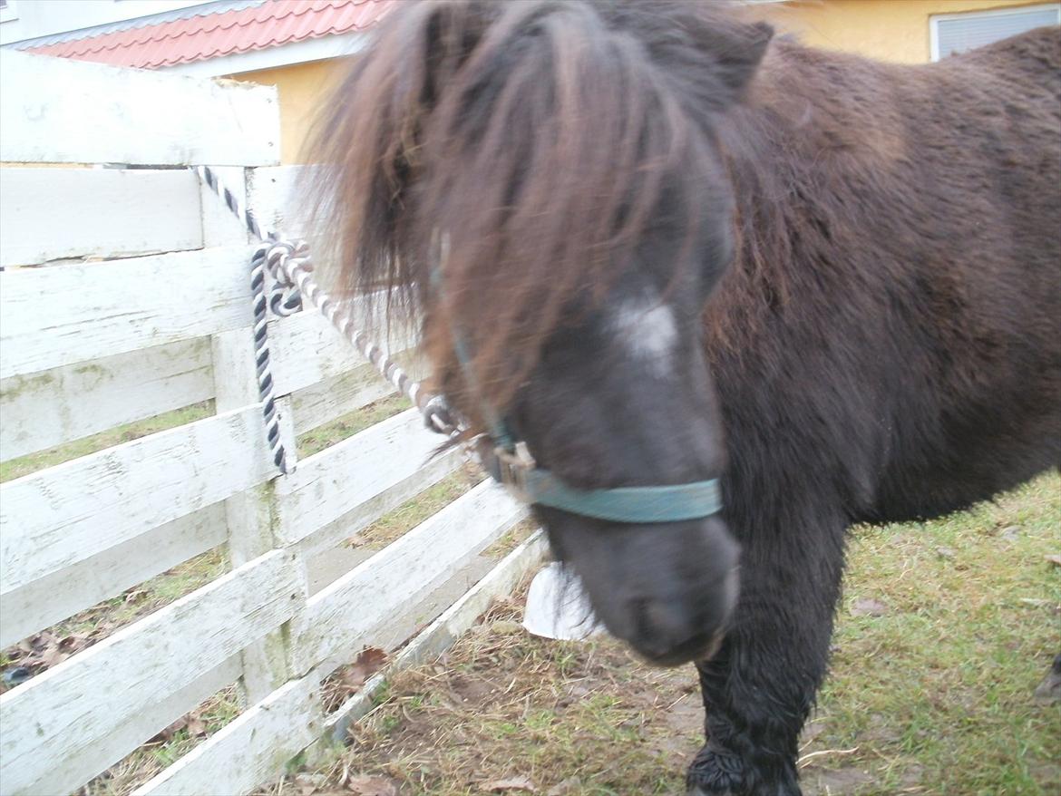 Miniature Tilde billede 7