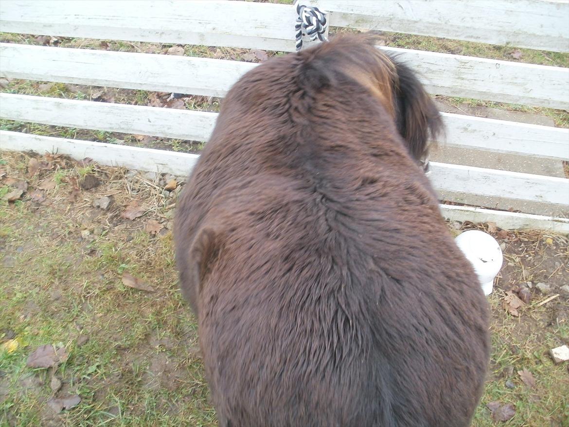 Miniature Tilde - Lige så bred som hun er høj.. billede 8