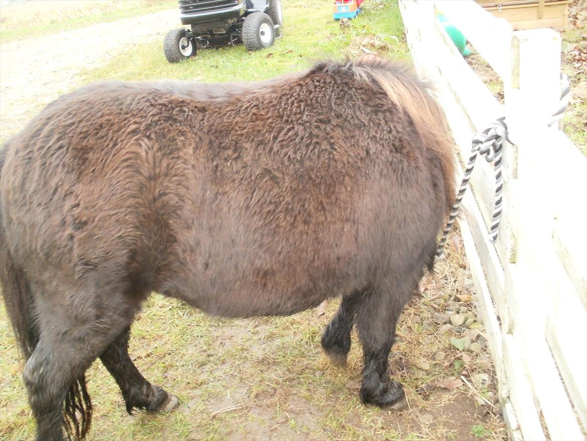 Miniature Tilde billede 9