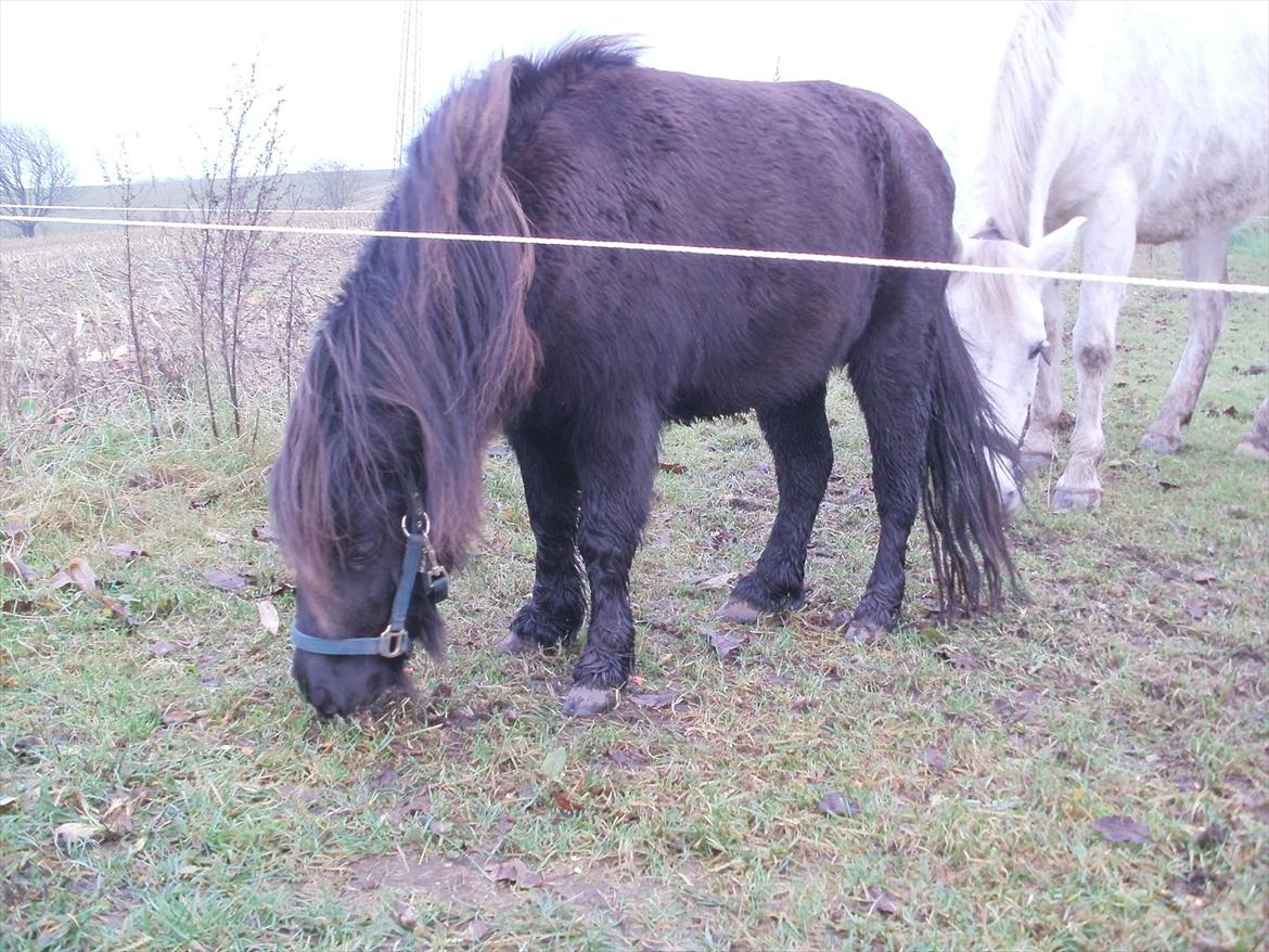 Miniature Tilde billede 10