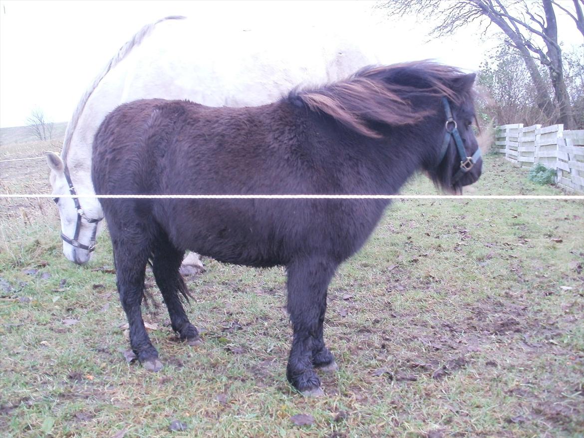 Miniature Tilde billede 11