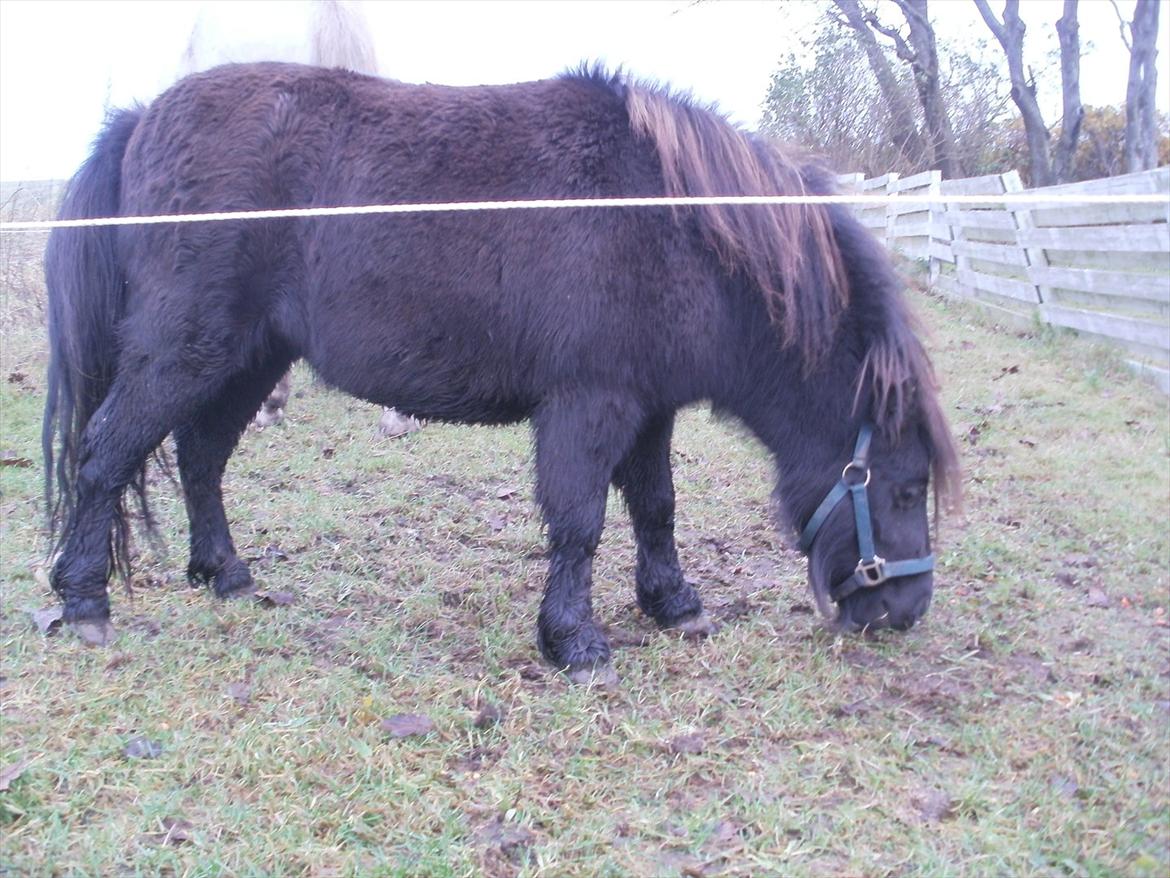 Miniature Tilde billede 12