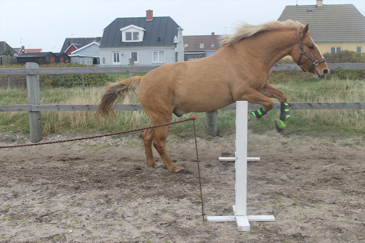 Anden særlig race Aslan  (tidl hest) billede 19