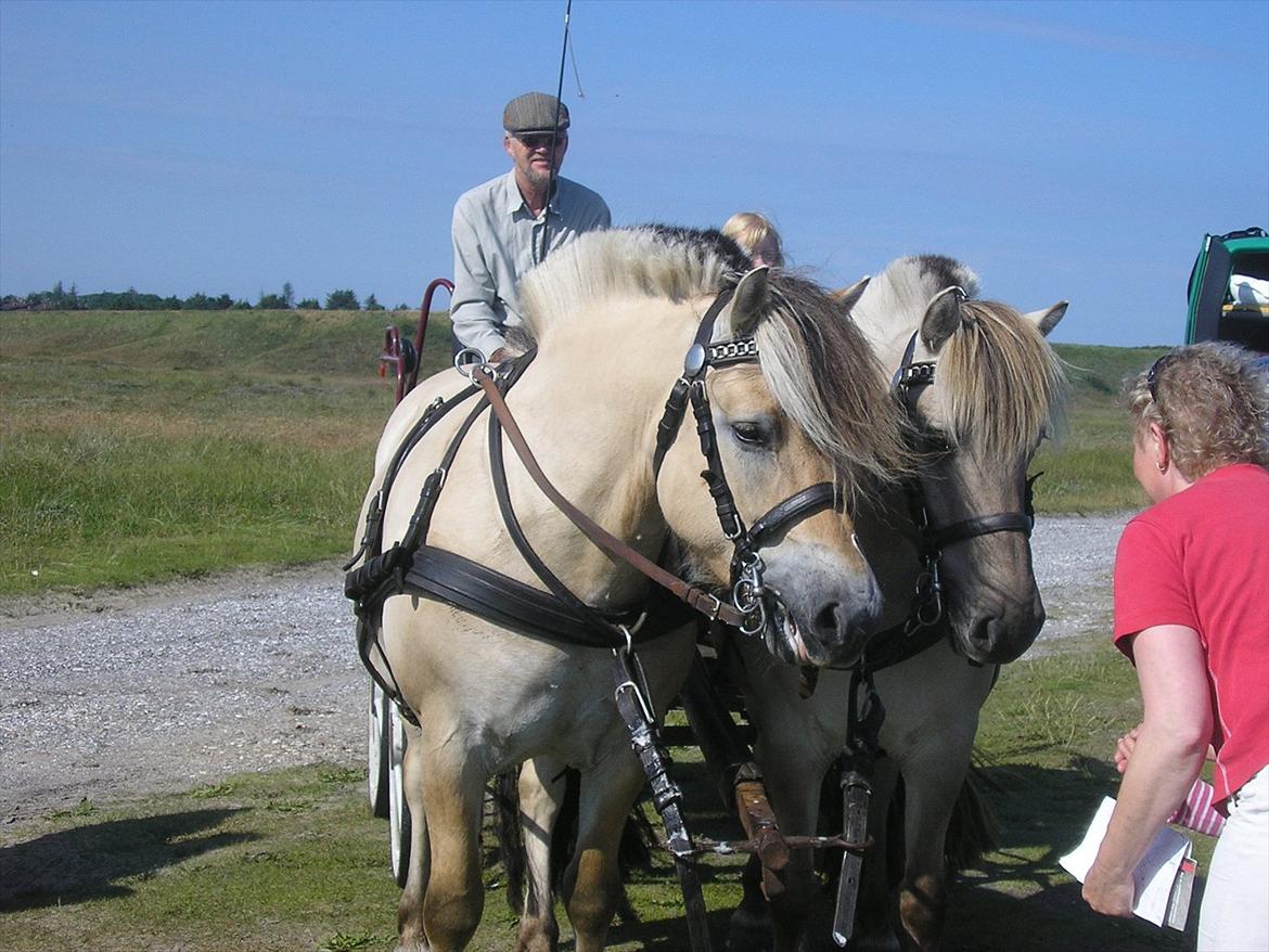 Fjordhest ARON(kørepony) - Aron til Venstre billede 1