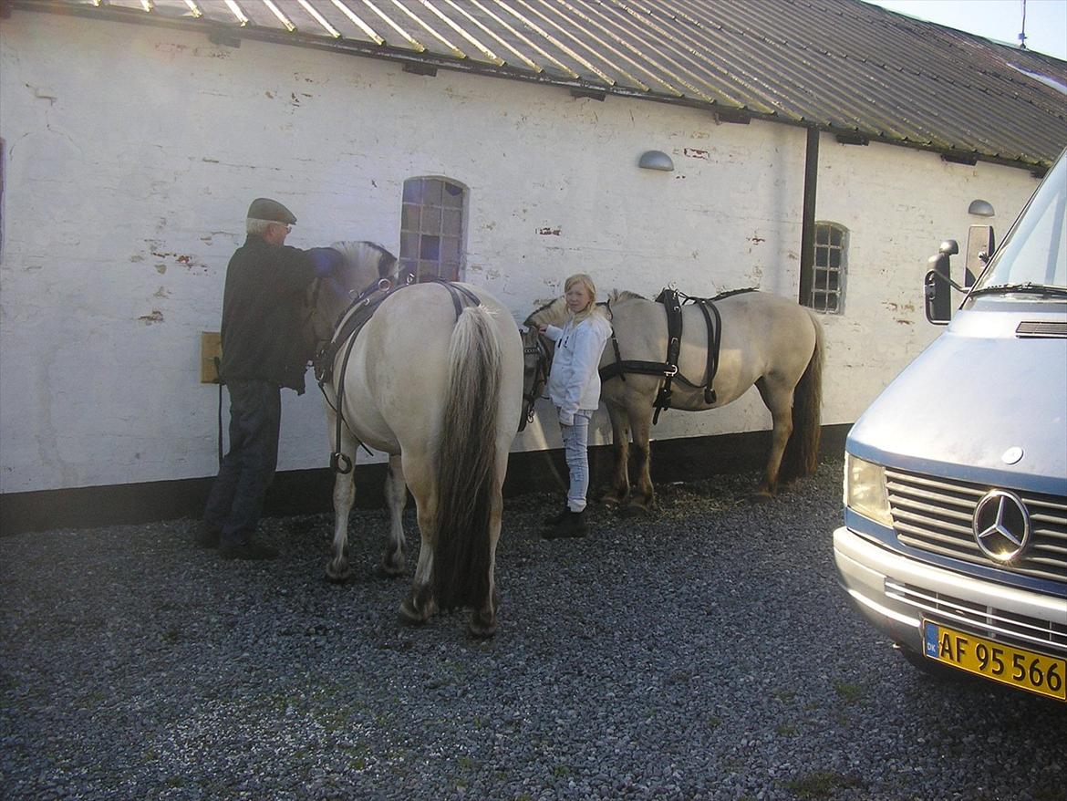 Fjordhest ARON(kørepony) - Aron til venstre billede 2