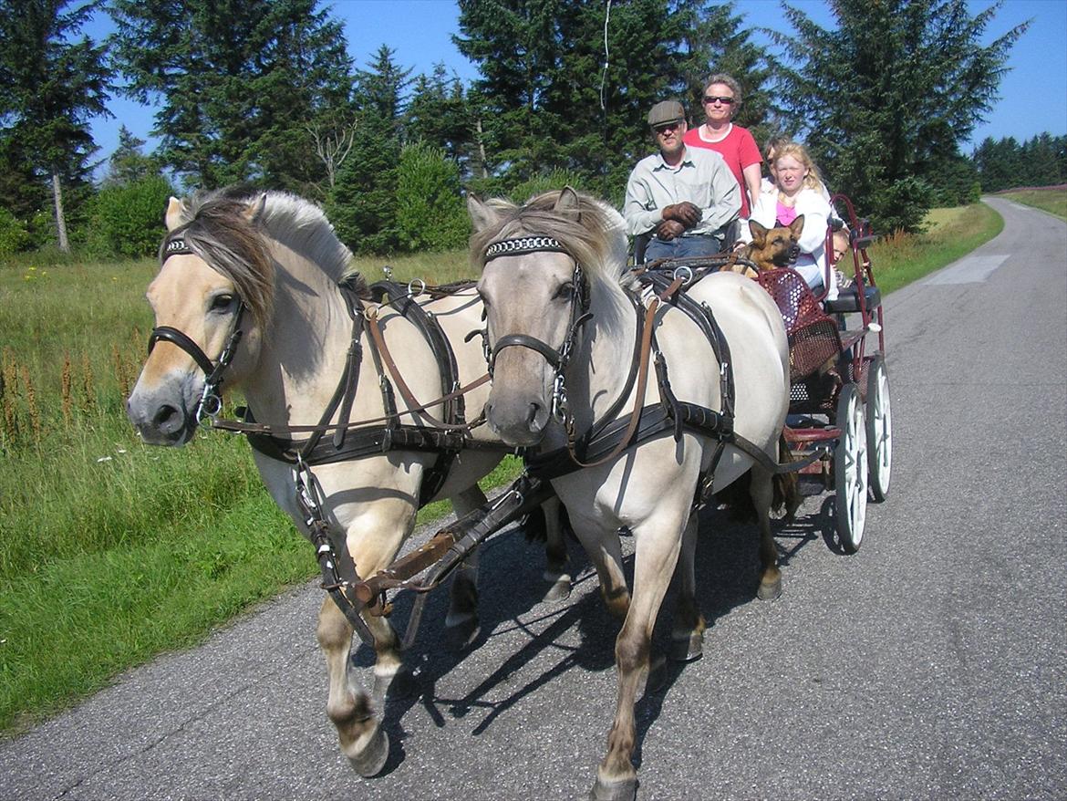 Fjordhest ARON(kørepony) - Aron til venstre og Nikita til højre :D billede 3