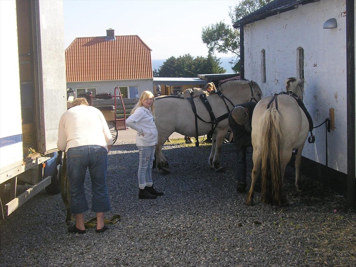 Fjordhest ARON(kørepony) - Aron længst væk billede 4