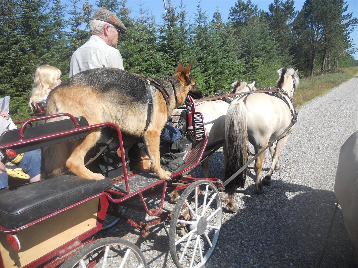 Fjordhest ARON(kørepony) - Aron foran Joker(hunden) billede 5