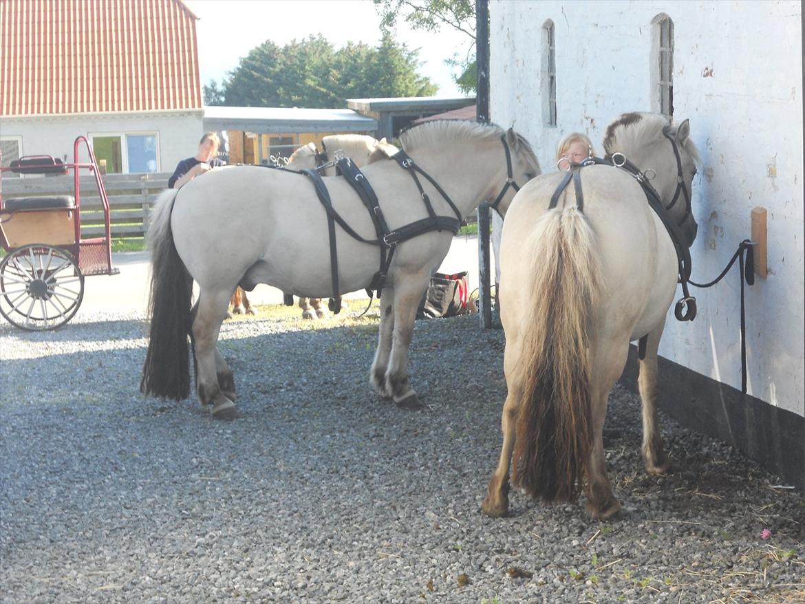 Fjordhest ARON(kørepony) - Aron længst væk billede 6