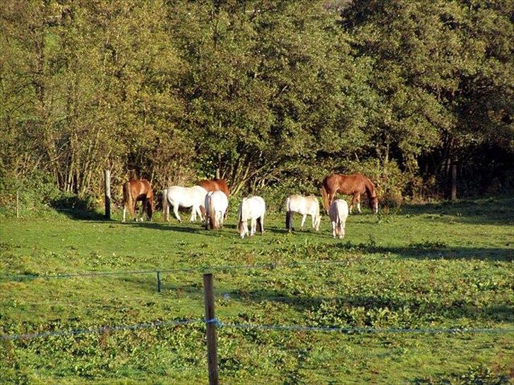 Fjordhest ARON(kørepony) - Aron længst til Venstre billede 7
