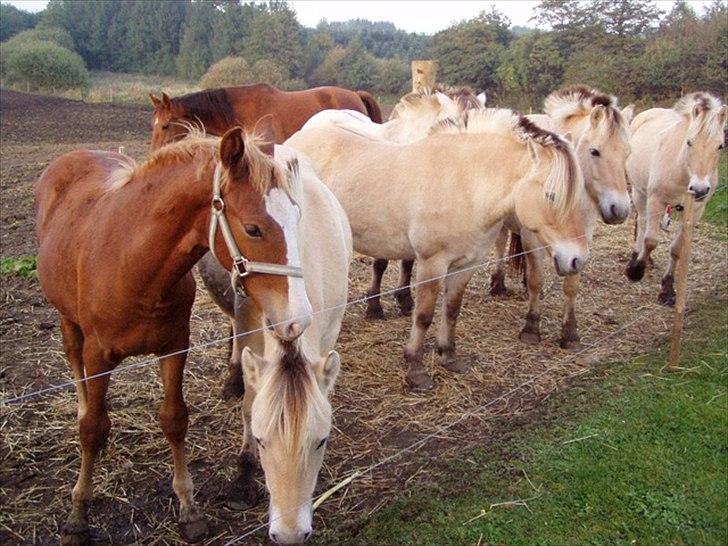 Fjordhest ARON(kørepony) - Aron (ham der står og sover) billede 8