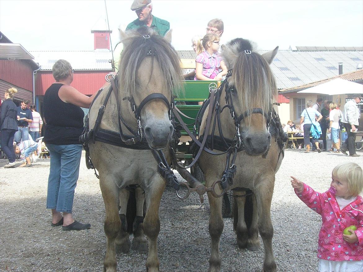 Fjordhest ARON(kørepony) - Ham til venstre billede 9