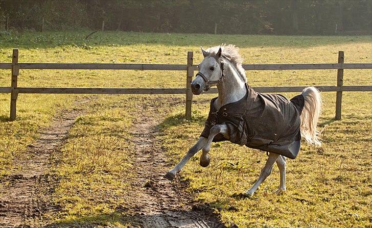 DSP Toftegaard's Hurricane SPH 182 <3 *A-Pony* - Hurricane gir den gas på folden! <3

Foto: Katrine Zinck-Madsen billede 14
