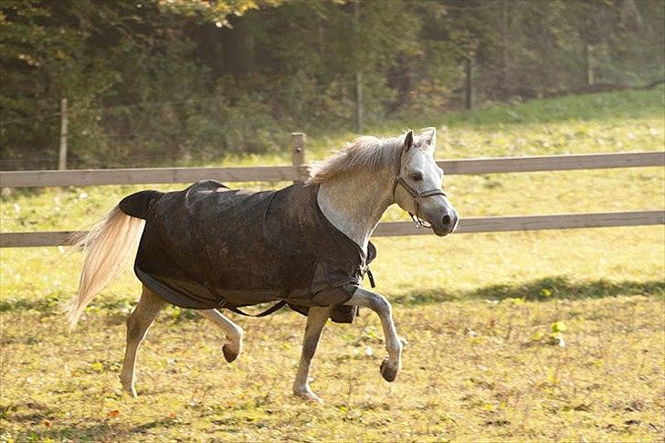 DSP Toftegaard's Hurricane SPH 182 <3 *A-Pony* - Du er bare fantastisk! <3 Elsker dig!

Foto: Katrine Zinck-Madsen billede 17