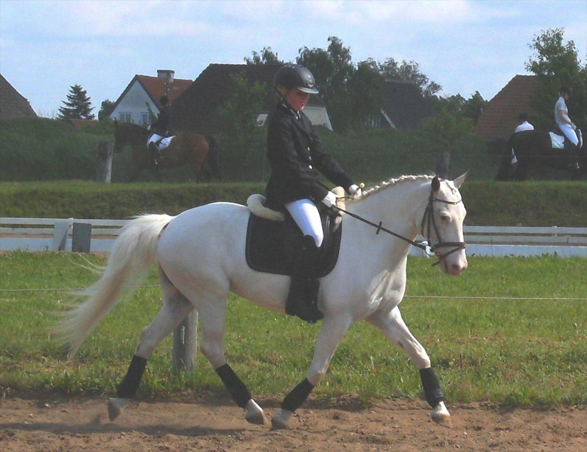 Anden særlig race LYKKEBOENS CERUTTI - D-stævne i bolderslev rideklub. her i en LC1:) billede 9