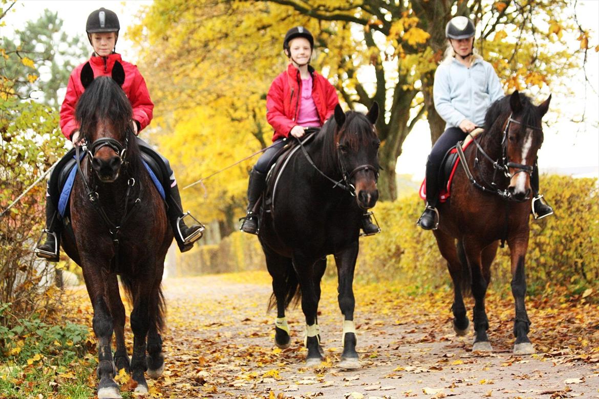Anden særlig race Super star. <3 - de 3 tvillinger billede 6
