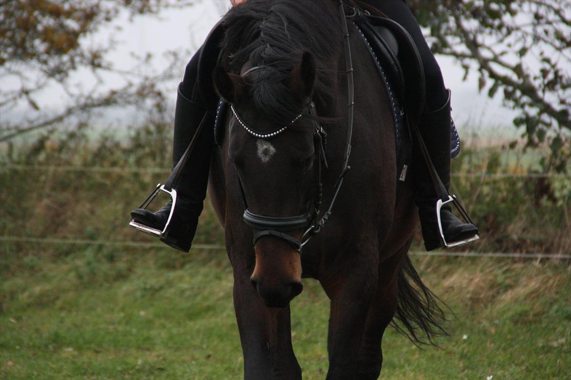 Dansk Varmblod Skovslands Noa De Sign - En fantastisk hest med et dejligt hoved(: 
Min underviser der er på nakken af hende(: billede 20