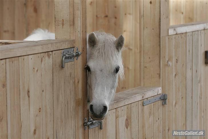 Dartmoor Fie l Min Fi's :-* - Min lille snuske :-) Dagen efter hun flyttede ind i den nye stald :-* billede 2