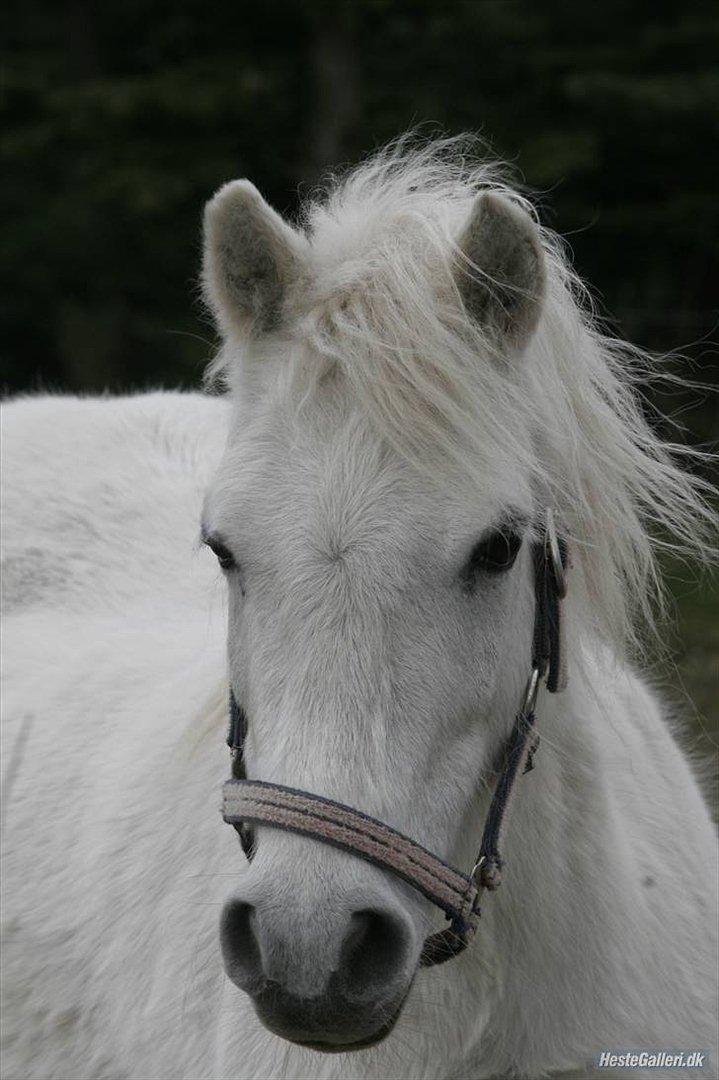 Dartmoor Fie l Min Fi's :-* billede 4