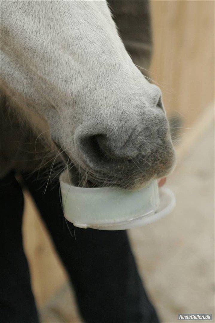 Dartmoor Fie l Min Fi's :-* billede 6