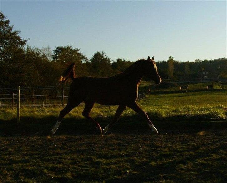 Arabisk fuldblod (OX) Milagro - I oktobers eftermiddagssol :) billede 10