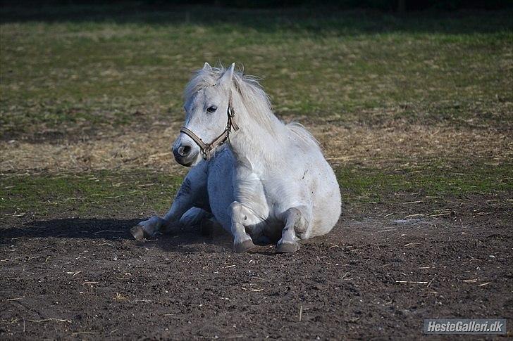 Dartmoor Fie l Min Fi's :-* - Min lille Grimling's Mærkelig måde at ligge på :-* billede 7