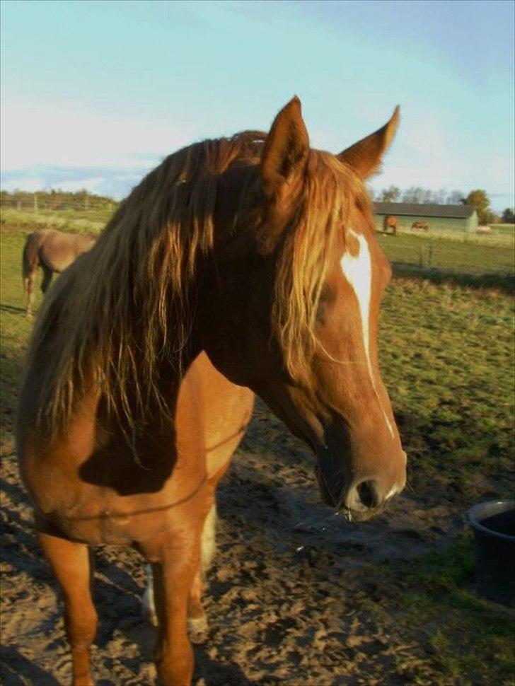 Arabisk fuldblod (OX) Milagro - En stille efterårsmorgen :) billede 12