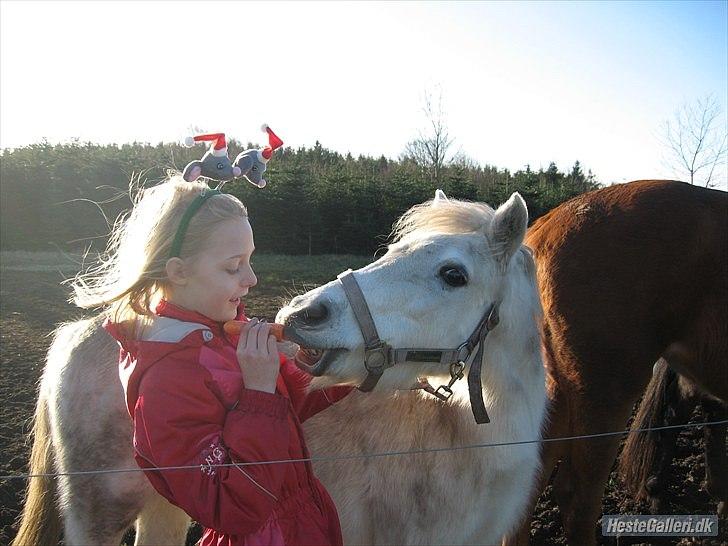 Dartmoor Fie l Min Fi's :-* billede 8