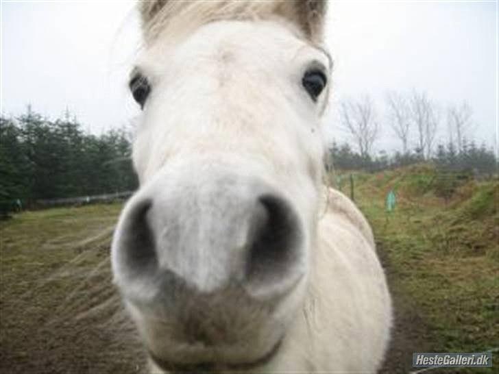 Dartmoor Fie l Min Fi's :-* - Et af mine yndlings billeder af Fie. Dette billede er gammelt- Men det betyder rigtig meget for mig fordi det virkelig viser hvor tosset, men dejlig hun er :-* billede 9