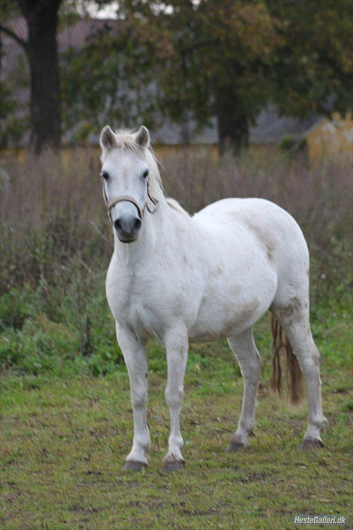 Dartmoor Fie l Min Fi's :-* billede 10