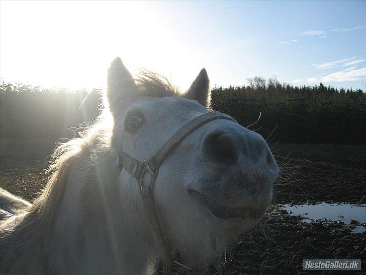 Dartmoor Fie l Min Fi's :-* - Lååååååve You  (-: billede 12