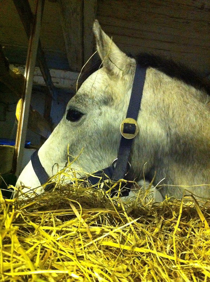 Connemara Casir   - casiren i sin boks:D billede 1