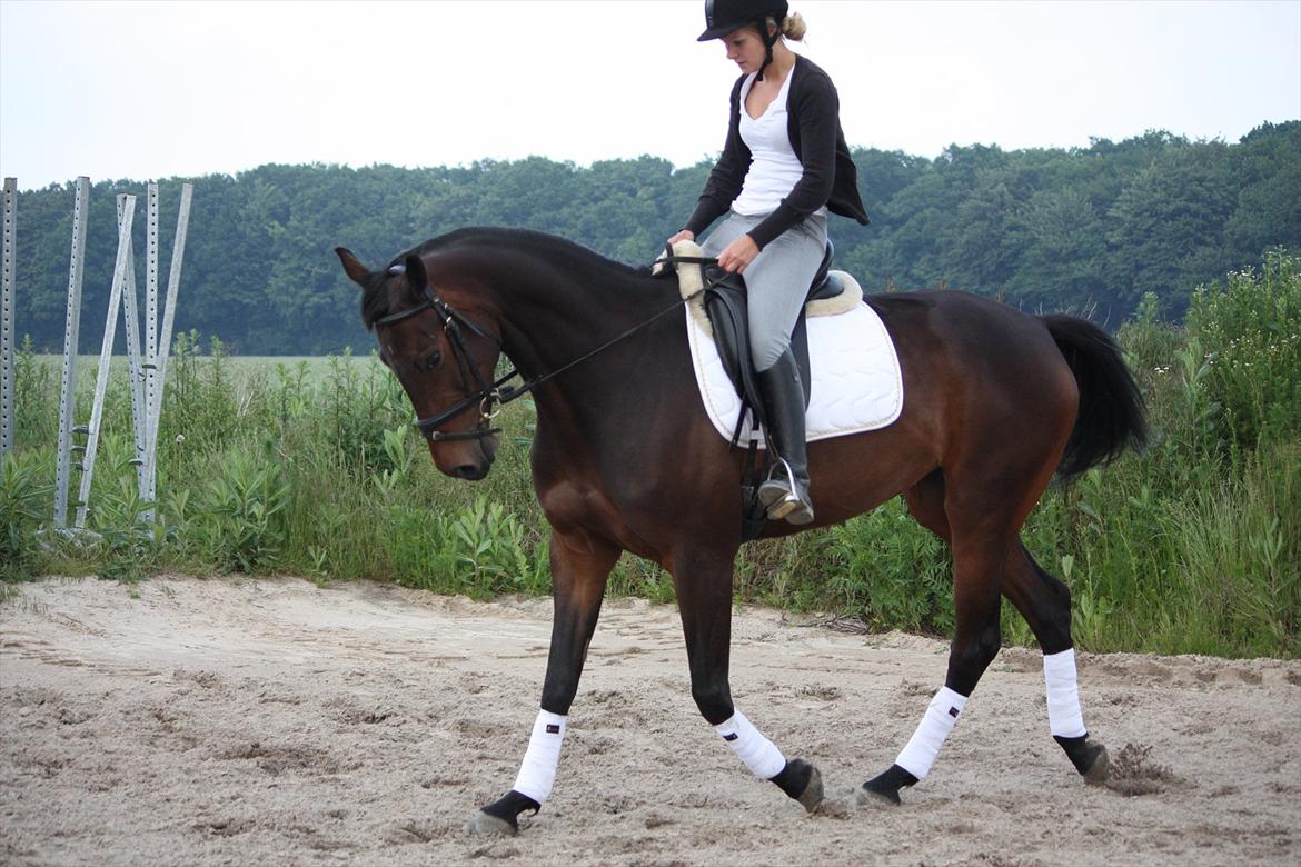 Holstener Shakira billede 13