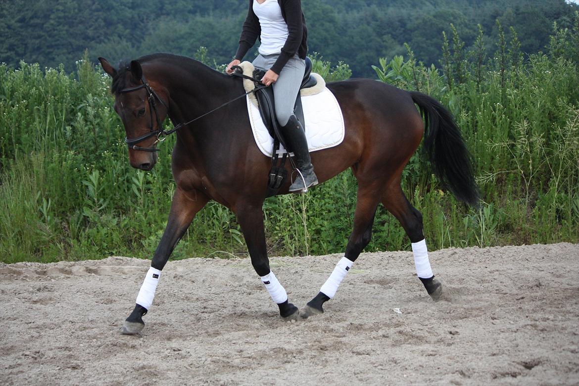 Holstener Shakira billede 14
