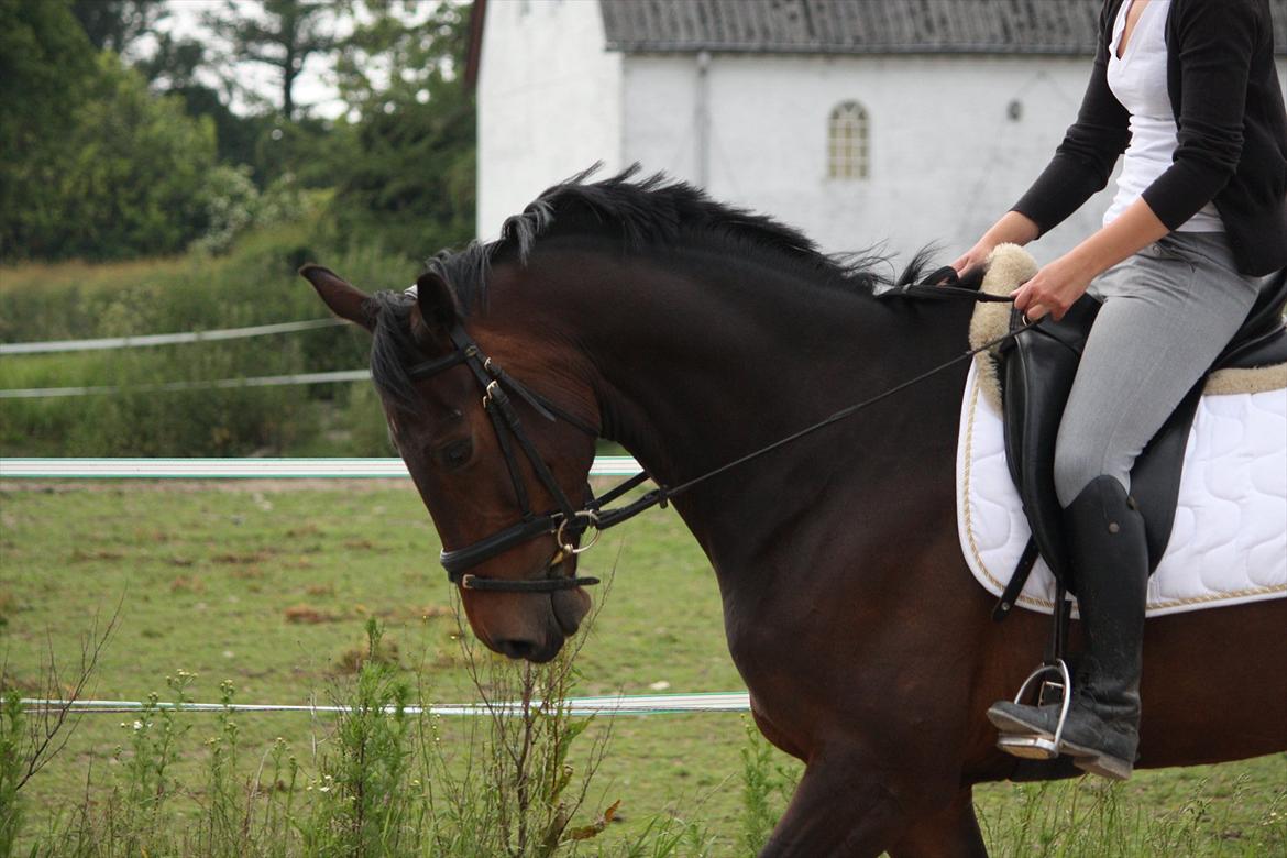 Holstener Shakira billede 15